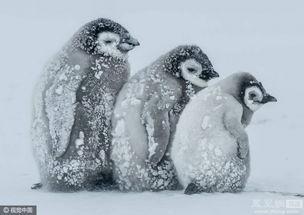 帝企鹅宝宝图片,南极的可爱使者