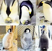 帝企鹅宝宝图片,南极的可爱使者